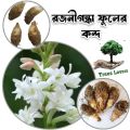 Rojonigondha Life Plant of Bulbs 10pcs Big Sizes / Rajnigandha, Tuberose - Bulbs / White Color Tuberose Seeds/Bulbs. 