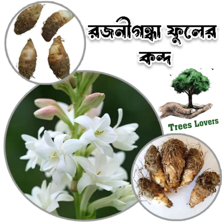 Rojonigondha Life Plant of Bulbs 10pcs Big Sizes / Rajnigandha, Tuberose - Bulbs / White Color Tuberose Seeds/Bulbs