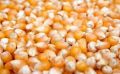 Pop Corn Bhutta (Pop Corn)- 500gm. 