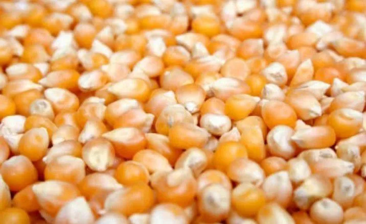 Pop%20Corn%20Bhutta%20(Pop%20Corn)-%20500gm%20-%20Image%204