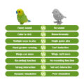 Recording Parrot Music Animal Electric Kids Toys Bird Parrot Toy Children's Gift Simulation Parrot Talking and Singing Toy. 