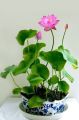 Exceptional Quality - Sholdnat 5 Piece Seed Dwarf Padma Flower Mixed Color Small Water Lily Flower Seed Aquatic Plant - Sustainable Option.