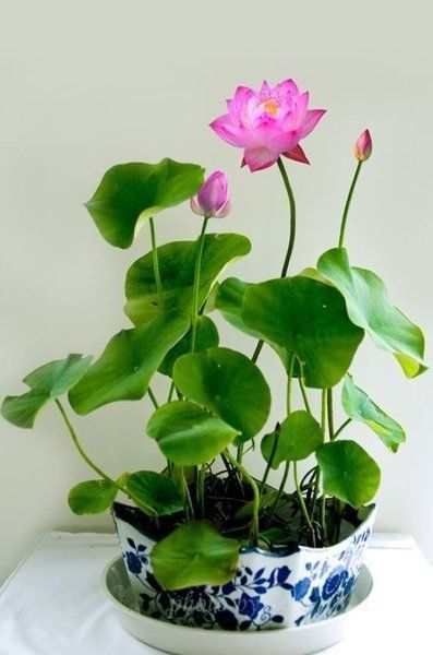 Exceptional%20Quality%20-%20Sholdnat%205%20Piece%20Seed%20Dwarf%20Padma%20Flower%20Mixed%20Color%20Small%20Water%20Lily%20Flower%20Seed%20Aquatic%20Plant%20-%20Sustainable%20Option%20-%20Image%208