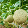 Rock Melon Seeds 10 Pcs (সাম্মাম ফল ) - Rock/musk Melon Biz - রক মেলন বীজ.