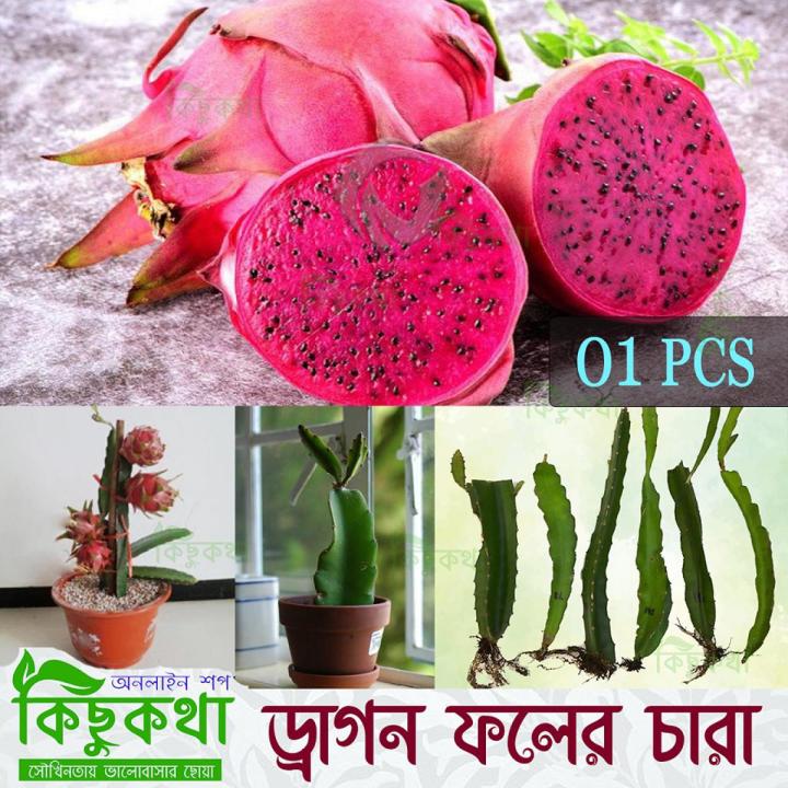 Dragon Fruit Live Plant - 01 pcs Red Dragon Plant With Root (6-12 inch Plant))