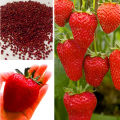 Red Strawberry Imported Global Seeds -30 pcs Seeds. 