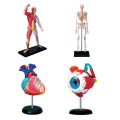 Human Body Model Removable Parts Education Organs Model(Muscle Model). 