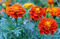 গাদা ফুল/ Marigold  Seed - 15/30 pcs - Mixed Color Hybrid - গাদা ফুলের বীজ মিক্সড কালার হাইব্রিড বীজ. 