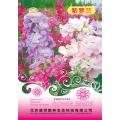 VIOLET FLOWER SEEDS, CHINA INTAKE PACKET - 20 SEEDS. 