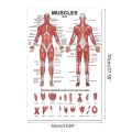 Professional Human Muscular System Anatomical Chart Human Muscle Anatomy Poster for Education Lecture 19.69'' x 27.56''.
