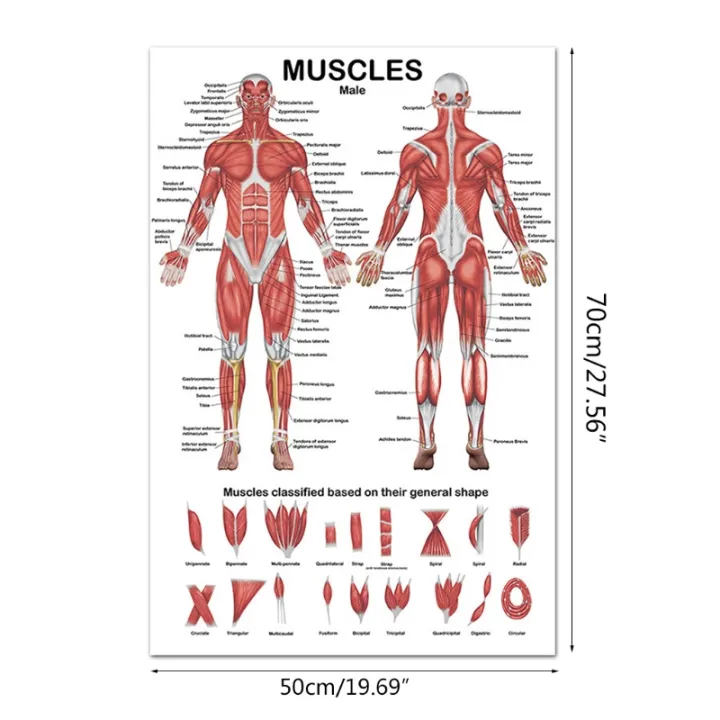 Professional%20Human%20Muscular%20System%20Anatomical%20Chart%20Human%20Muscle%20Anatomy%20Poster%20for%20Education%20Lecture%2019.69''%20x%2027.56''%20-%20Image%204