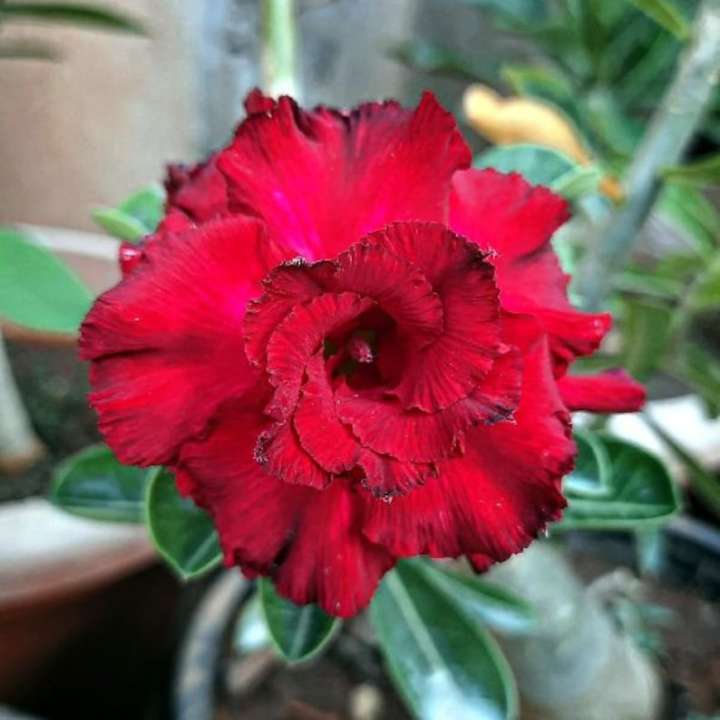 big%20size%20thai%20Adenium%20mix%20flower%20Plants%201pis%20-%20Image%205