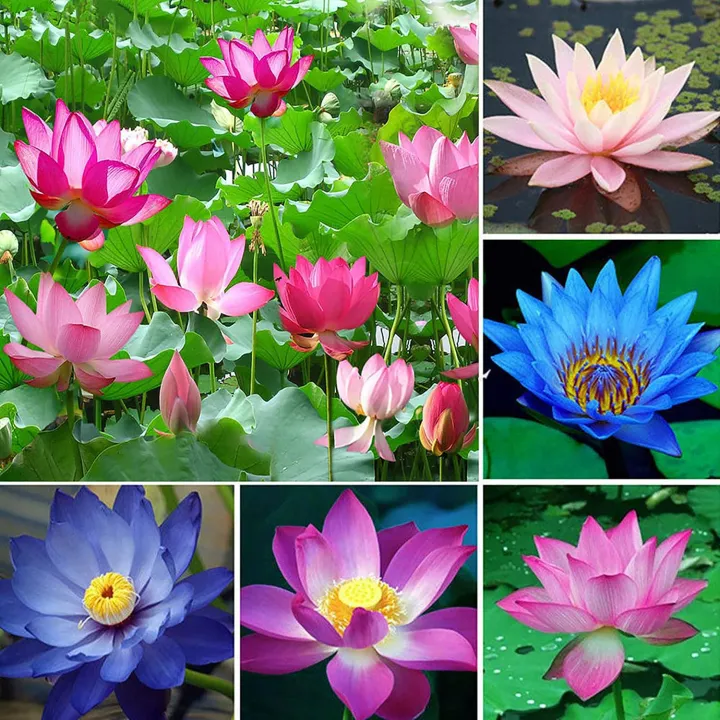 চাইনিজ বনসাই পদ্ম ফুলের বীজ 3 পিস