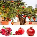 Pomegranate Tree Seeds Bonsai- 20 Pcs Seeds. 