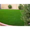 1000 pcs intact F-1 hybrid lawn grass/carpet grass seeds (intact packet).
