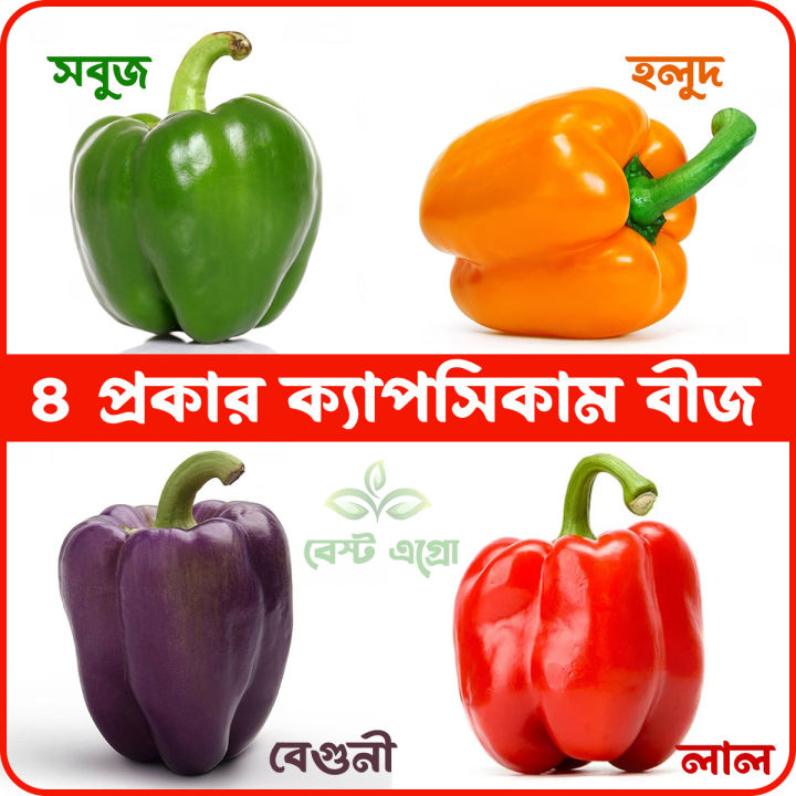 Newfangled - 4 color capsicum seeds 15 seeds total. (green, yellow, purple, red) - Tools, DIY & Outdoor - Modern and Trendy
