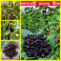 Hybrid Sweet Malberry Fruits Seeds -20+ Pcs Seeds. 