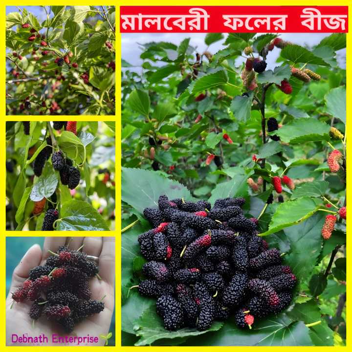 Hybrid Sweet Malberry Fruits Seeds -20+ Pcs Seeds