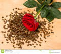 Climbing Red Rose Flower Seeds - 20 Pcs Seeds (Imported Seeds). 