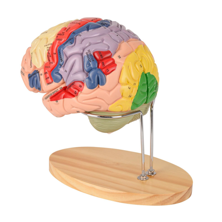 Human%20Brain%20Model%20for%20Neuroscience,%20Brain%20Anatomy%20Model%20Brain%20Model%20Brain%20Functional%20Partitioning%20+Study%20Guide%20-%20Image%204
