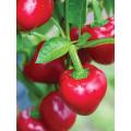 Burpee Cherry Stuffer Sweet Pepper Seeds 10 seeds. 