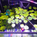 Amazon Frogbit Aquarium Plants Limnobium laevigatum - Floating Plants - Floating Aquarium Plant - Aquarium live plant (3 Piece Plants). 
