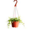 Green Leaf Semi Indoor Orchid Plant with Hanging Pot. 
