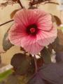 Mesta Joba Flowers Seeds 15 Pis (Multicolor Flowers Seeds). 
