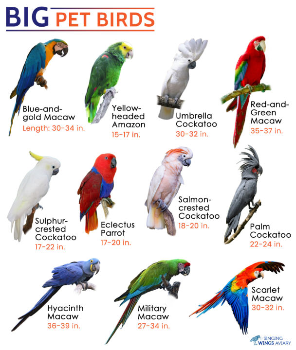 Premium%20Parrots%20bird%20food%20repack%201%20kg%20lose%20bird%20food%20for%20macaws%20grey%20parrot%20large%20birds%20-%20Image%203