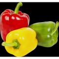 Mix Color Capsicum Seeds 1gm Hybrid.
