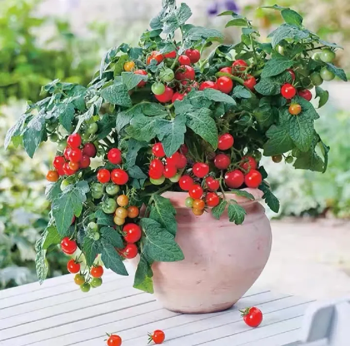 Thai%20Sweet%20Red%20Cerry%20Tomato%2030+%20Seeds%20All%20Season%20-%20Image%202