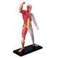 Human Body Model Removable Parts Education Organs Model(Muscle Model). 