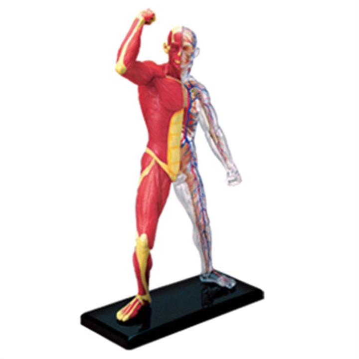 Human Body Model Removable Parts Education Organs Model(Muscle Model)