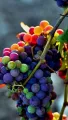 All Season Rare Mix Grape Seeds -20 Pcs Seeds. 
