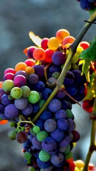 Rare%20Mix%20Multi%20Colour%20Grape%20Seeds%20-20%20Pcs%20Seeds%20-%20Image%206