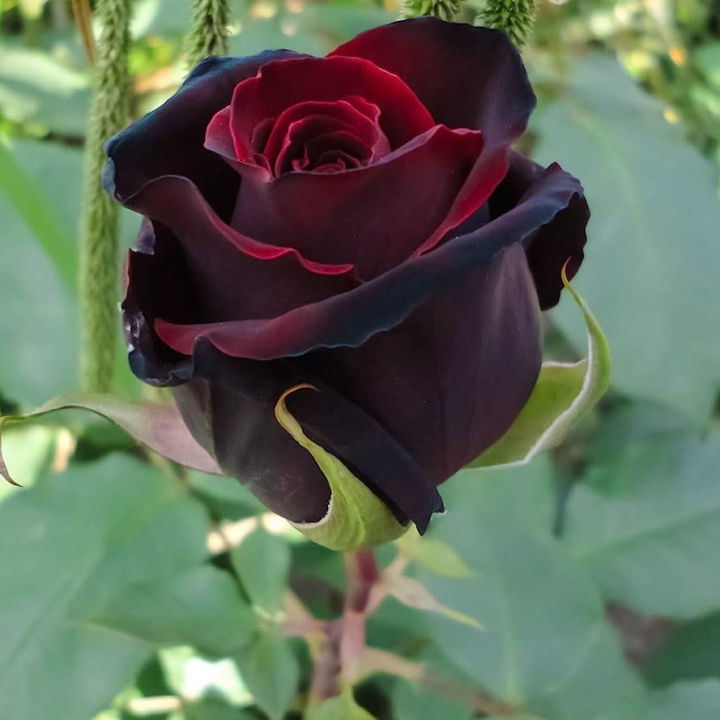 Global%20Red%20Night%20Black%20Roses%20Flower%20Seeds%20-%2030+%20Pcs%20Seeds%20-%20Image%203