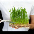 Hybrid MicroGreen Organic wheat Seeds 5gm.