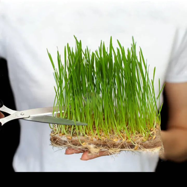 Hybrid%20MicroGreen%20Organic%20wheat%20Seeds%205gm%20-%20Image%204