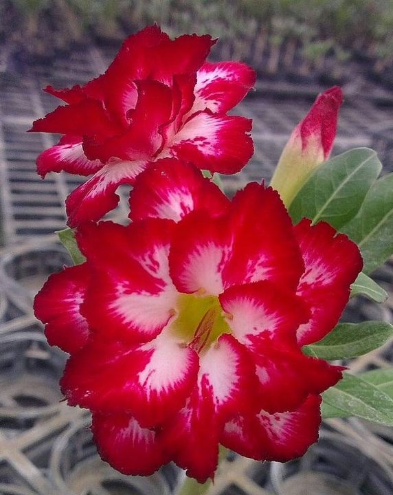 Duble%20Red%20Petal%20Adenium%20Seeds%203%20PiceS%20Seeds%20-%20Image%202