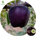 10 Pcs Natural Black diamond apple Seeds. 