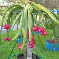 Giant Dragon Pitaya Fruit Seeds - 20 Pcs Seeds. 