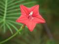 Kunjolota Flowers Hybrid Seeds 20 Pices + Gift.