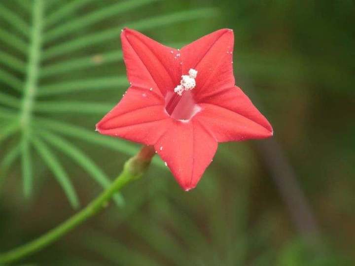 Kunjolota%20Flowers%20Hybrid%20Seeds%2020%20Pices%20+%20Gift%20-%20Image%205