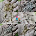 100 Piece Eye Pin Silver/ Golden for Jewellery making.
