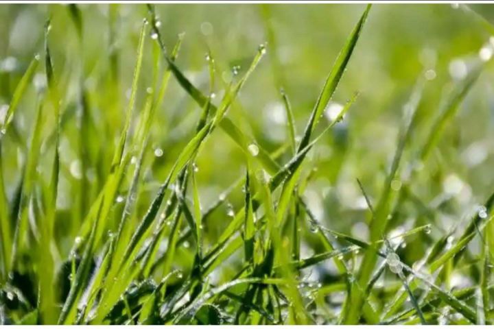 Dubba%20Grass%20Seed%20-%2020%20gm%20-%20%E0%A6%A6%E0%A7%82%E0%A6%B0%E0%A7%8D%E0%A6%AC%E0%A6%BE%20%E0%A6%98%E0%A6%BE%E0%A6%B8%E0%A7%87%E0%A6%B0%20%E0%A6%AC%E0%A7%80%E0%A6%9C%20%E0%A7%A8%E0%A7%A6%20%E0%A6%97%E0%A7%8D%E0%A6%B0%E0%A6%BE%E0%A6%AE%20%E0%A6%AC%E0%A6%BE%20%E0%A6%AA%E0%A7%8D%E0%A6%B0%E0%A6%BE%E0%A7%9F%20%E0%A7%AA%E0%A7%A6%E0%A7%A6%E0%A7%A6+%20%E0%A6%9F%E0%A6%BF%20%E0%A6%AC%E0%A7%80%E0%A6%9C%20-%20Image%202