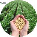 20 Pcs - Soybean Tree Seeds. 