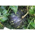 Hybrid Sweet Pumpkin Seeds (15+ Seeds).. 