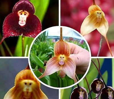 thumbnail image 2 of 10 Rare Monkey Face Orchid Seeds – Cymbidium – Exotic Butterfly Orchid For Home Garden 2 of 5