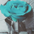 Wall Decor Canvas Gift Flower Floral Back and White Teal Rose Wall Art Picture Large.