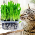 2000 Pcs Cat Grass Bonsai seeds Herb Edible Lemongrass Bonsai Plant.